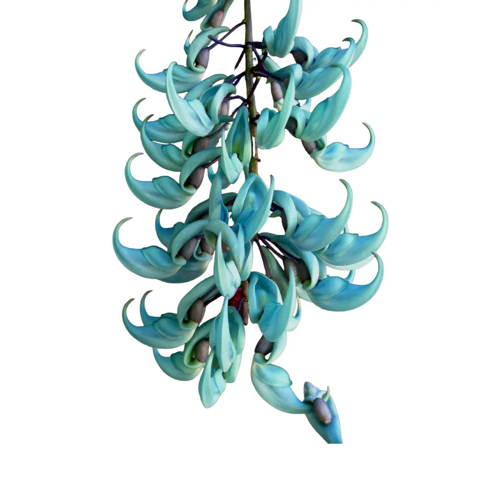 blue jade vine plant Blue Jade Vine (Strongylodon Macrobotrys)