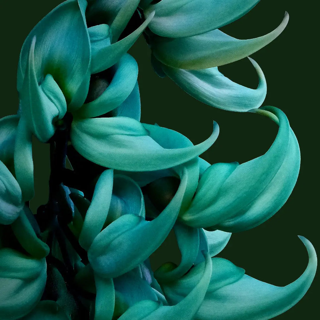 blue jade vine plant Blue Jade Vine (Strongylodon Macrobotrys)