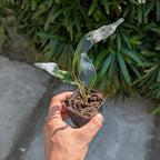 Hand holding a small potted Blue Iridiscent Fern (Microsorum Siamensis) plant with green leaves against a blurred natural background