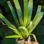 Hand holding a bundle of green leaves against a blurred natural background