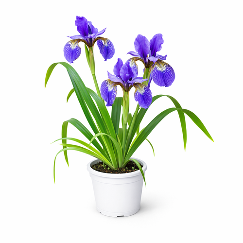 Potted Blue Iris plant with purple flowers on a white background