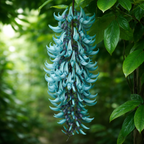 Turquoise flower clusters hanging among green leaves in a natural setting
