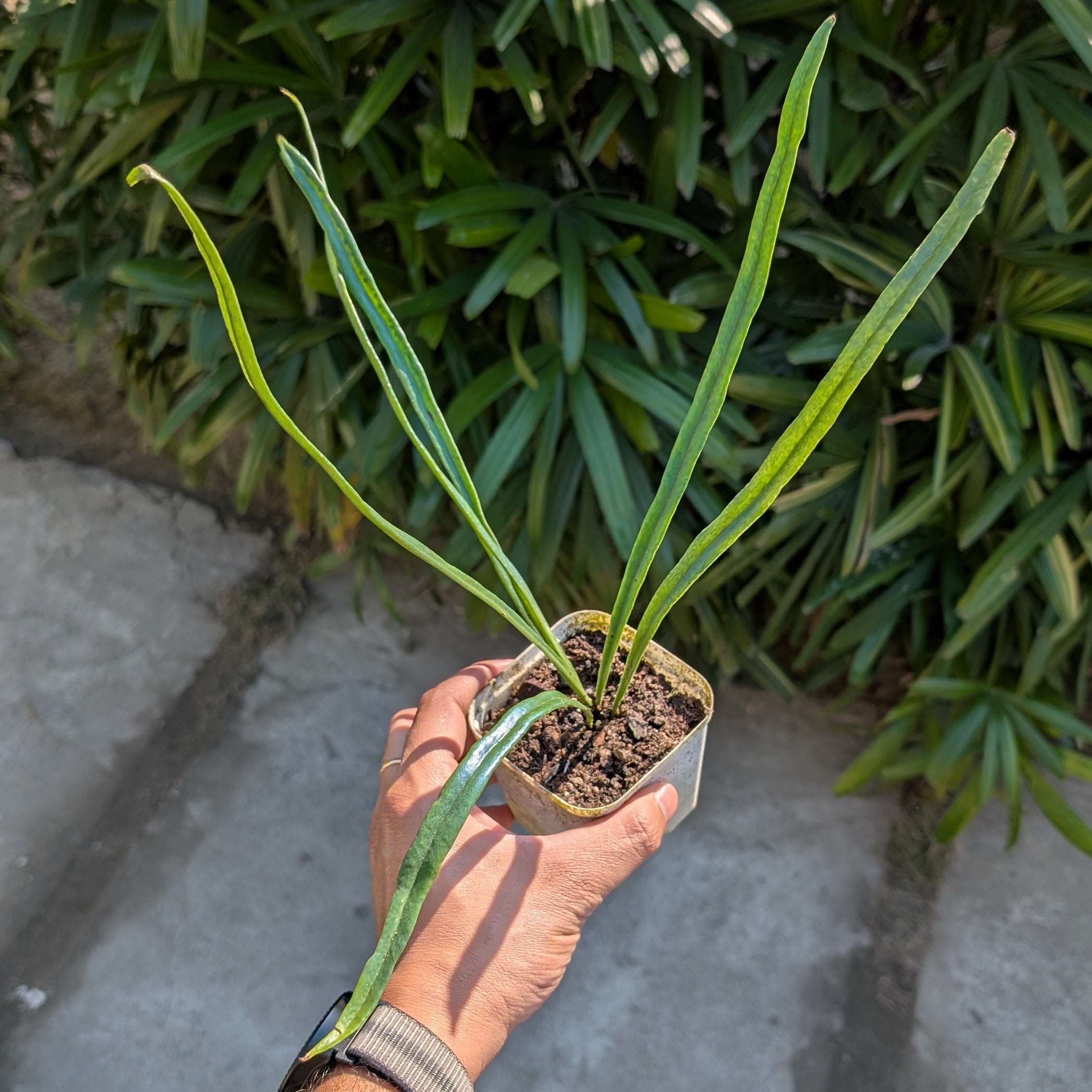 Hand holding a small potted Blue Oil Fern (Microsorum thailandicum) plant with green leaves against a background of green foliage.