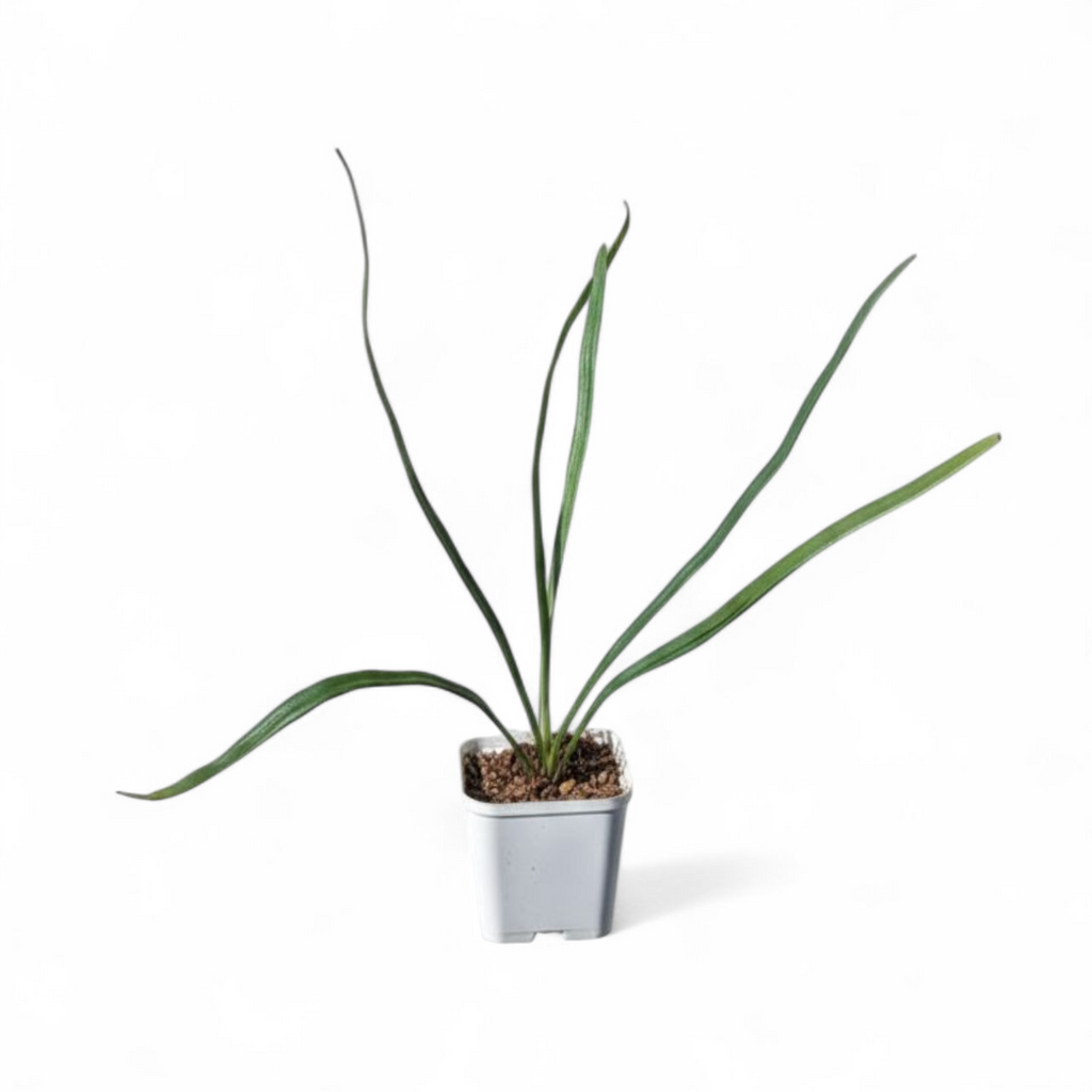 Potted Blue Oil Fern (Microsorum thailandicum) plant with long green leaves on a white background