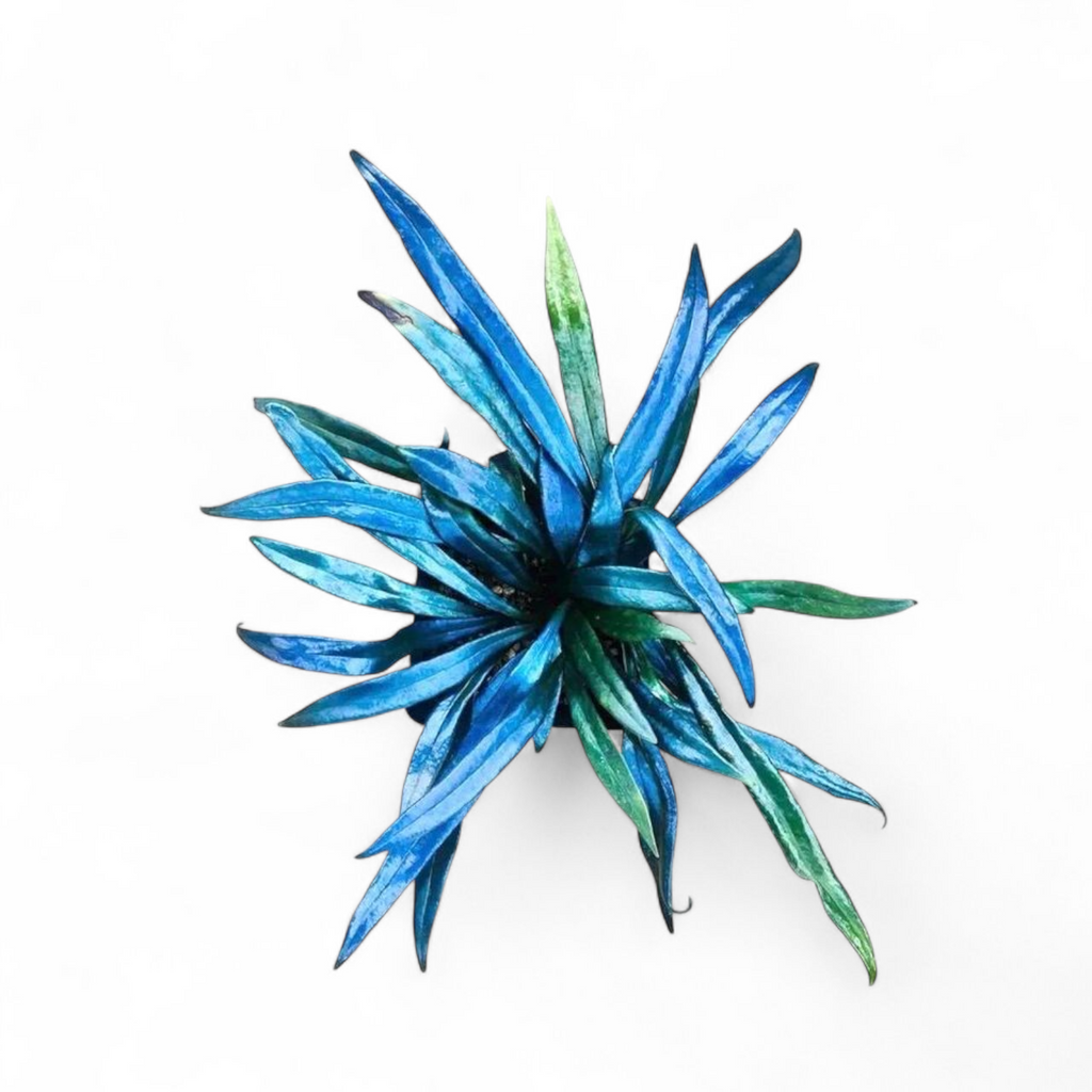 Blue Oil Fern (Microsorum thailandicum) plant on a white background