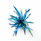 Blue Oil Fern (Microsorum thailandicum) plant on a white background