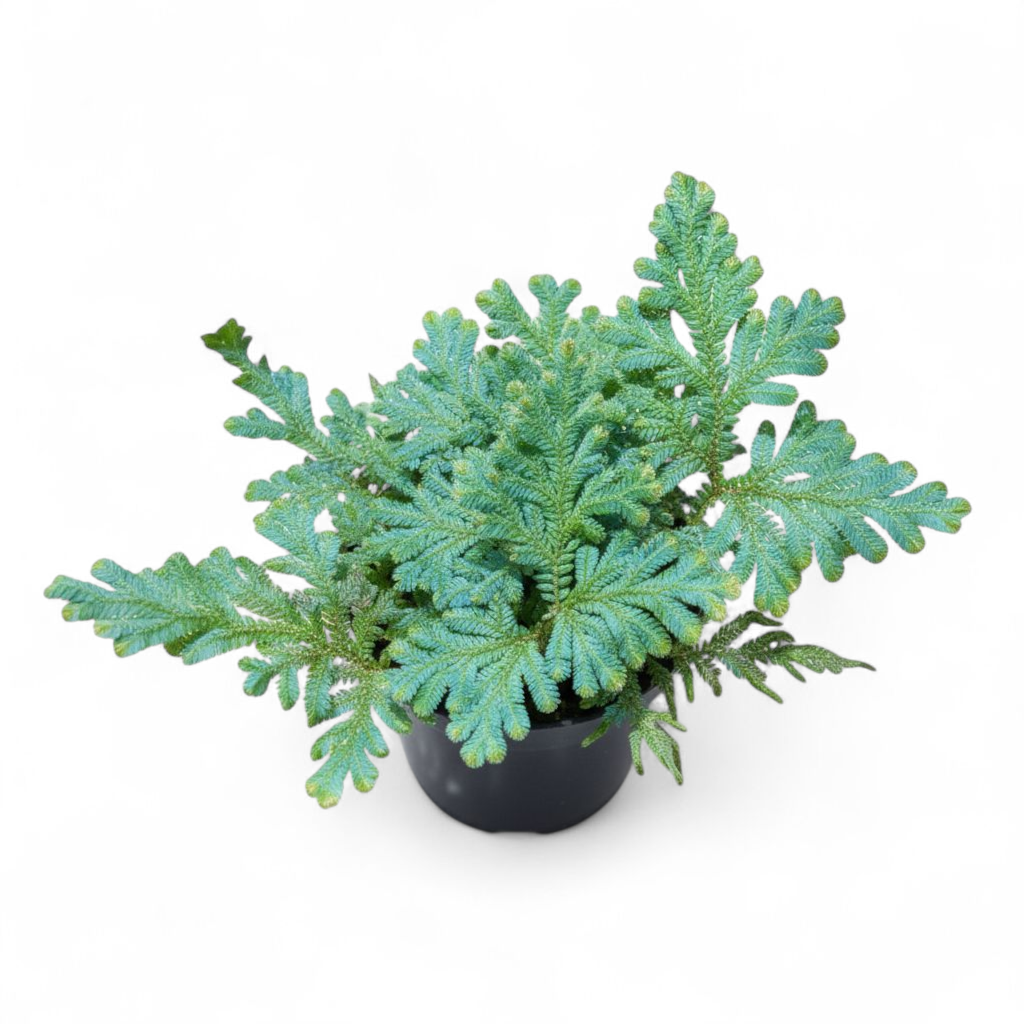 Potted plant with green leaves on a white background