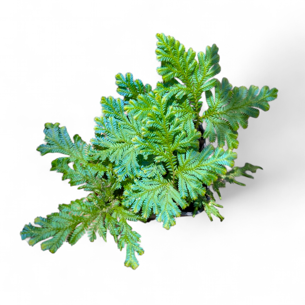 Blue Peacock Fern (Selaginella Willdenowii) - Fern - Soiled