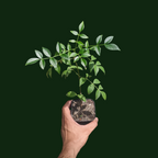 Pandorea Jasminoides - Pink Bower Vine - Flowering Plant | Soiled