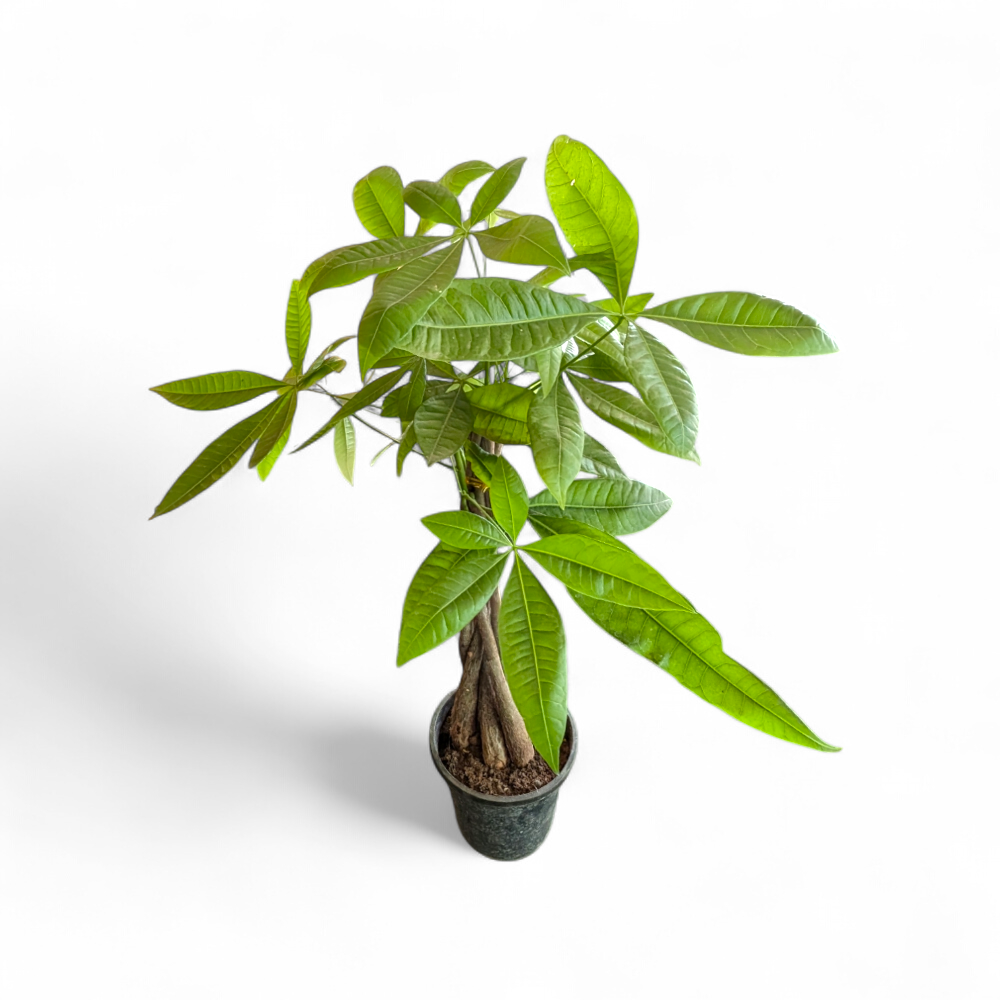 Braided Pachira Aquatica (Money Tree) - Pachira Aquatica - Soiled