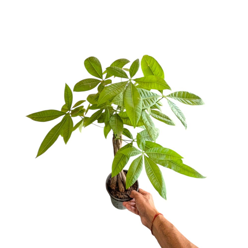 Braided Pachira Aquatica (Money Tree) - Pachira Aquatica - Soiled