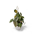 Philodendron Brandtianum - Philodendron - Soiled