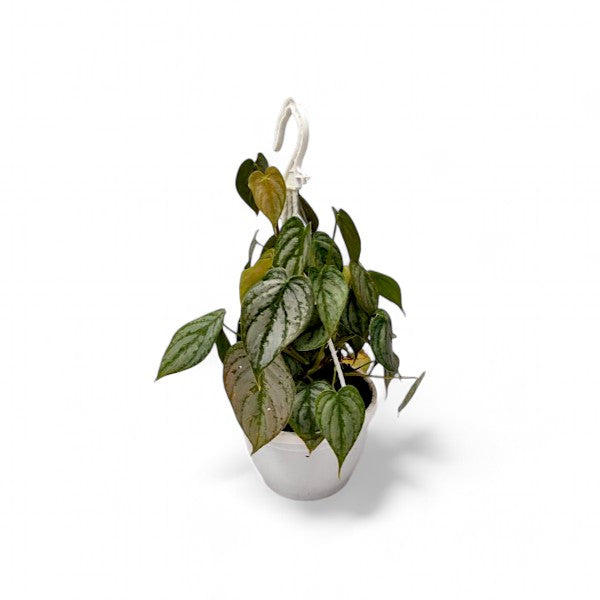 Philodendron Brandtianum - Philodendron - Soiled