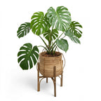 Green potted plant in a wicker pot stand on a white background