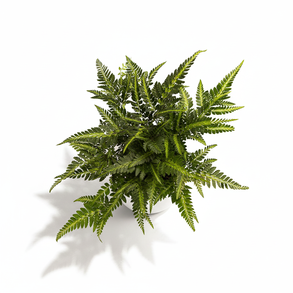 Indian Holly Fern - Arachniodes simplicior 'Variegata'