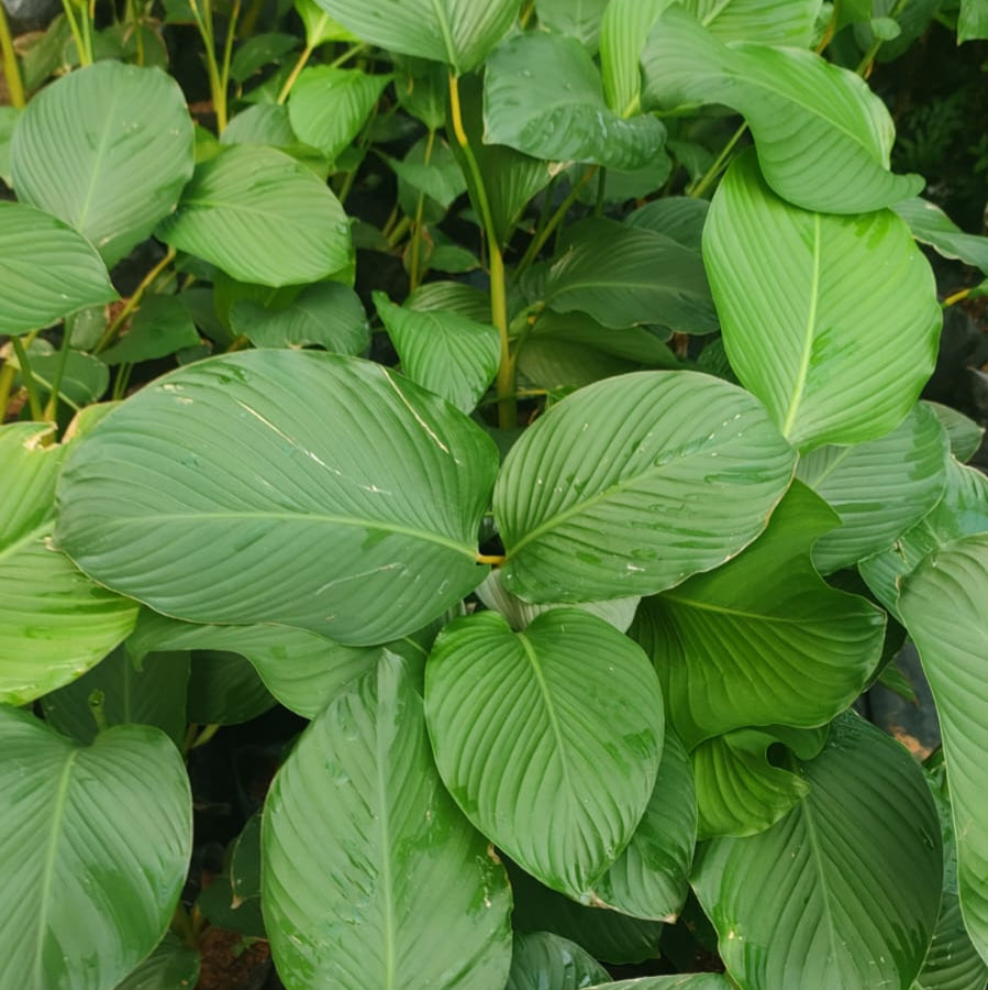 Calathea Lutea - Calathea - Soiled