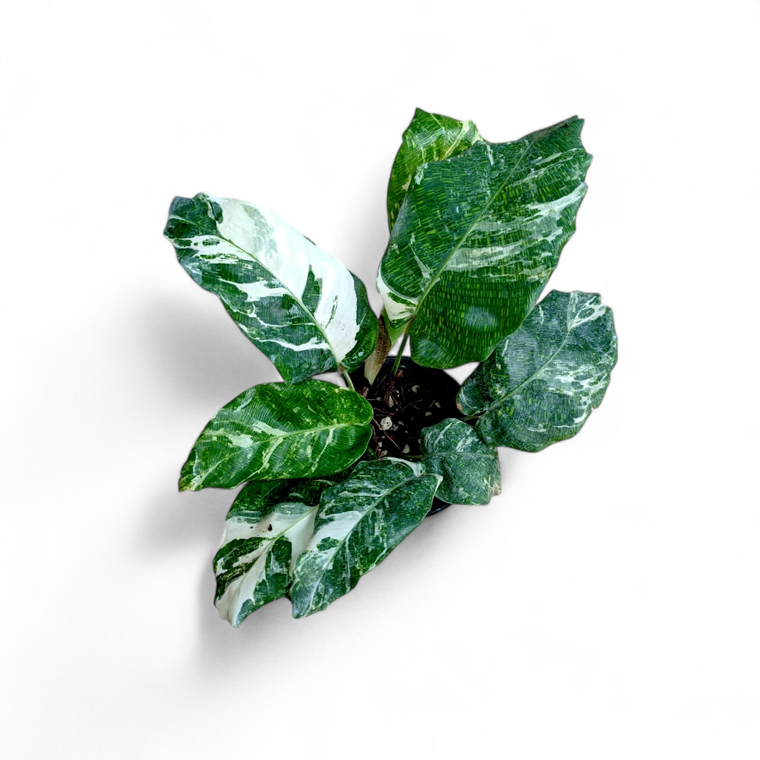 Calathea Musaica Variegated - Calathea - Soiled