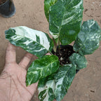Calathea Musaica Variegated - Calathea - Soiled