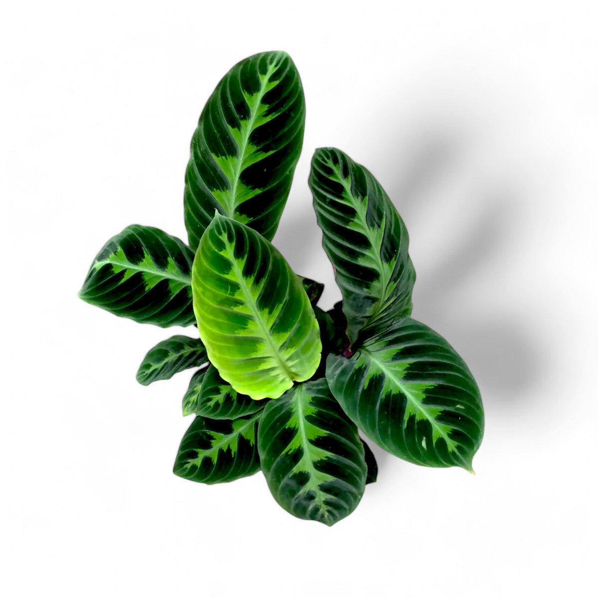 Calathea Warscewiczii (Jungle Velvet) - Indoor & Outdoor Plants - Soiled