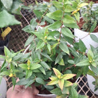 Green plant with small yellow flowers held by a hand against a blurred background