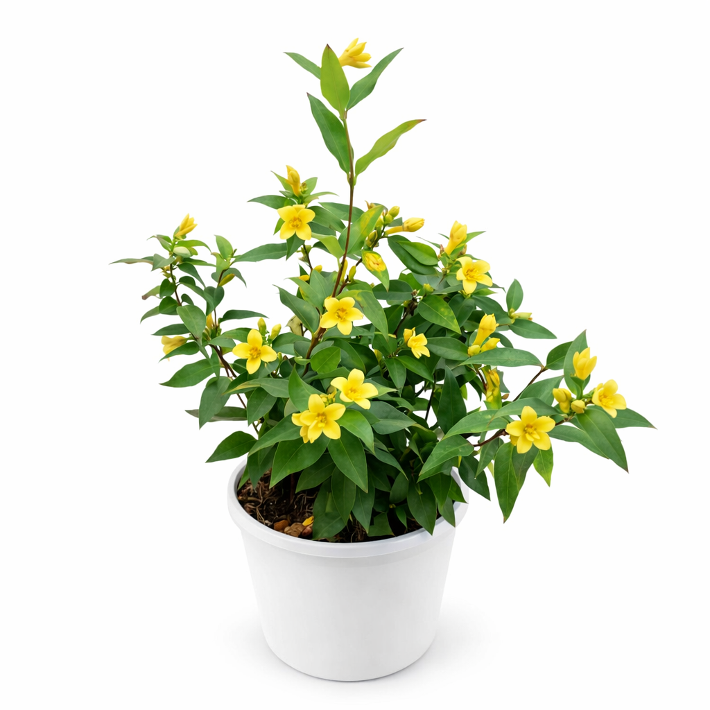 Potted Carolina Jasmine (Gelsemium Sempervirens) plant with yellow flowers on a white background