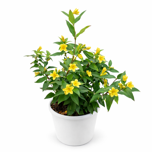 Potted Carolina Jasmine (Gelsemium Sempervirens) plant with yellow flowers on a white background