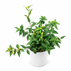 Potted Carolina Jasmine (Gelsemium Sempervirens) plant with green leaves and small yellow flowers on a white background