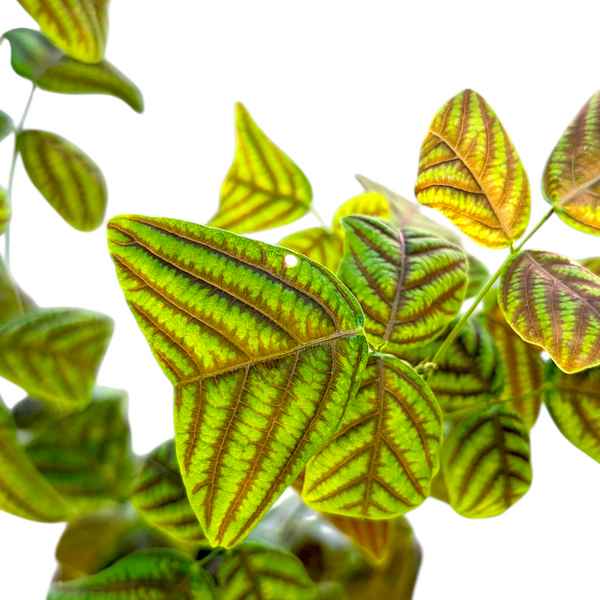 Christia Obcordata (Swallowtail Plant)