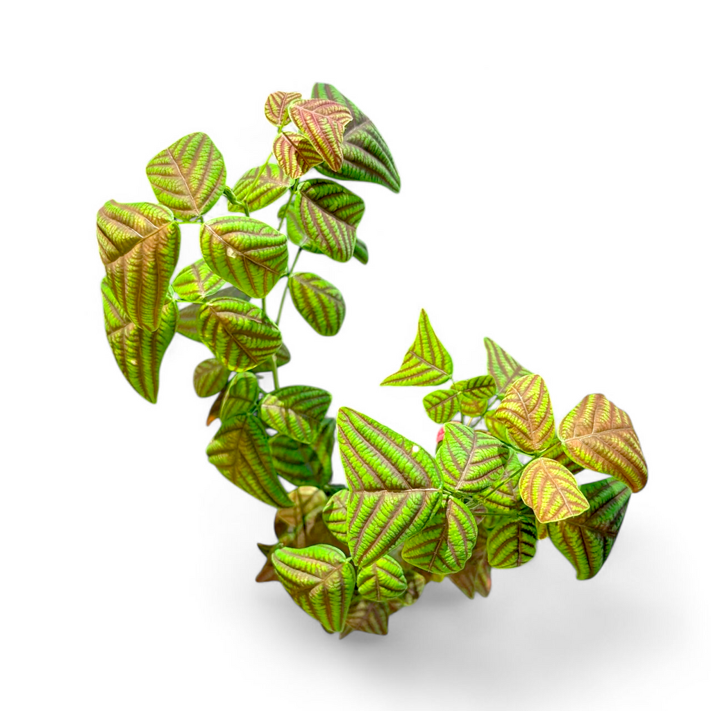 Christia Obcordata (Swallowtail Plant)