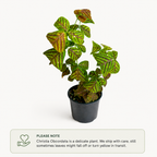 Potted plant with green and brown leaves on a white background