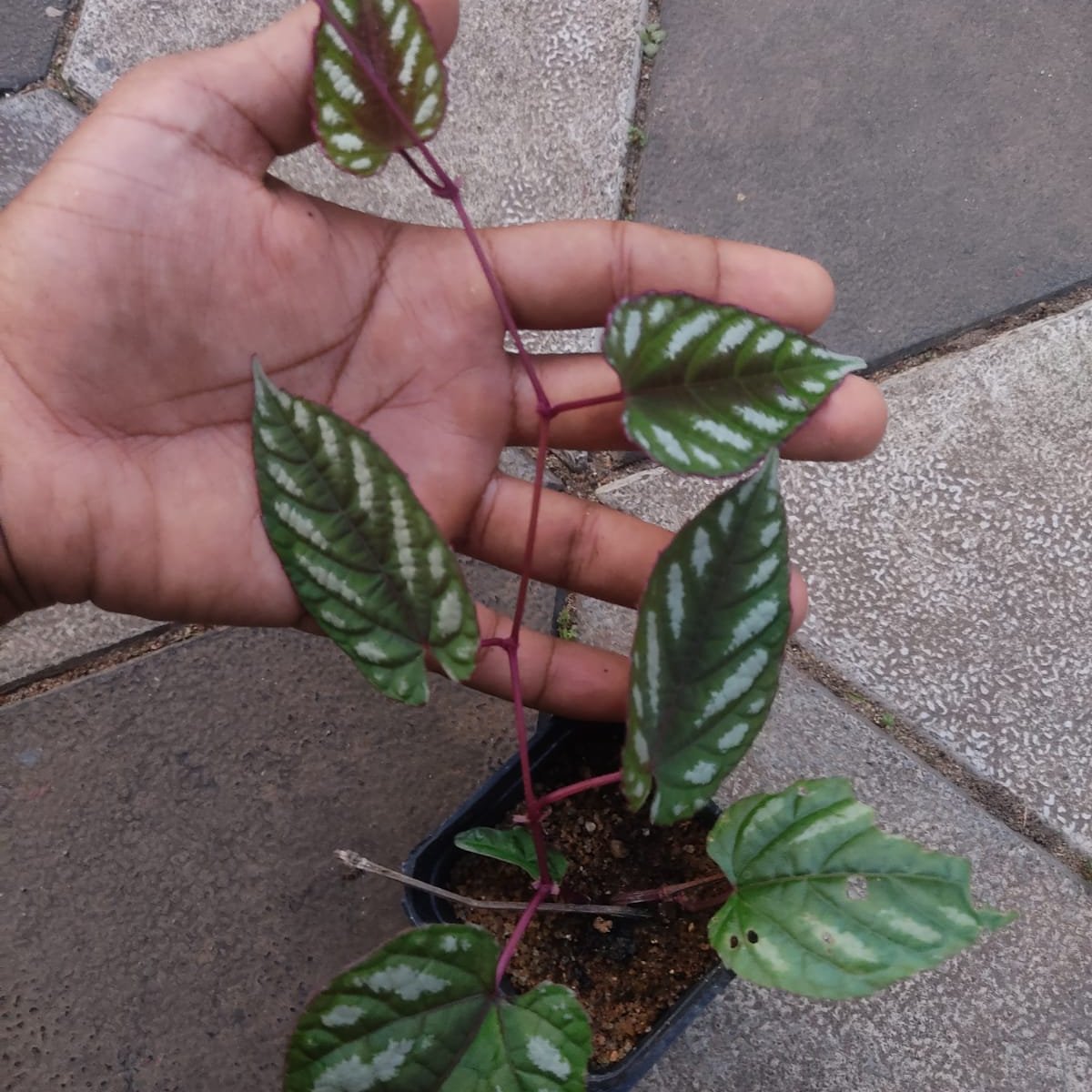 Discolor Cissus Discolor (Rex Begonia Vine) | Soiled