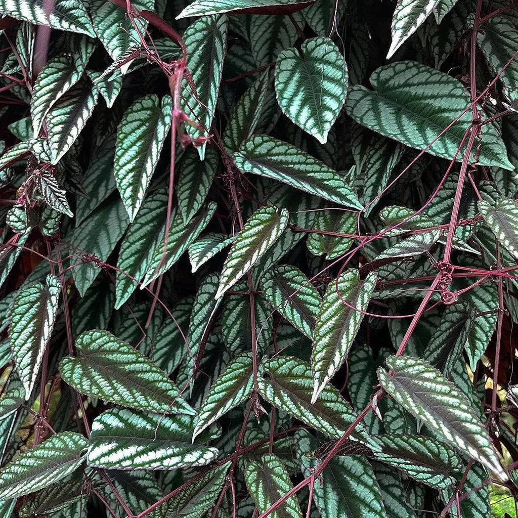 Discolor Cissus Discolor (Rex Begonia Vine) | Soiled
