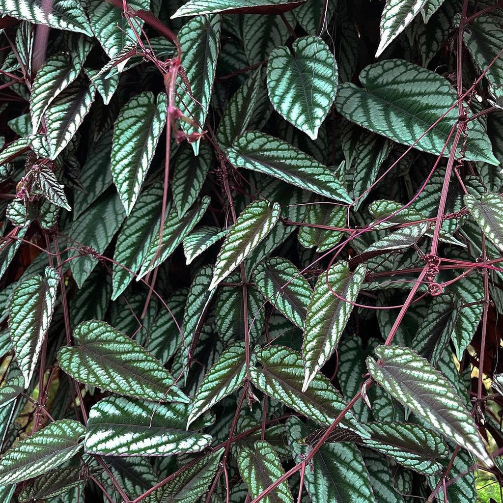 Cissus Discolor (Rex Begonia Vine) - Climber - Soiled