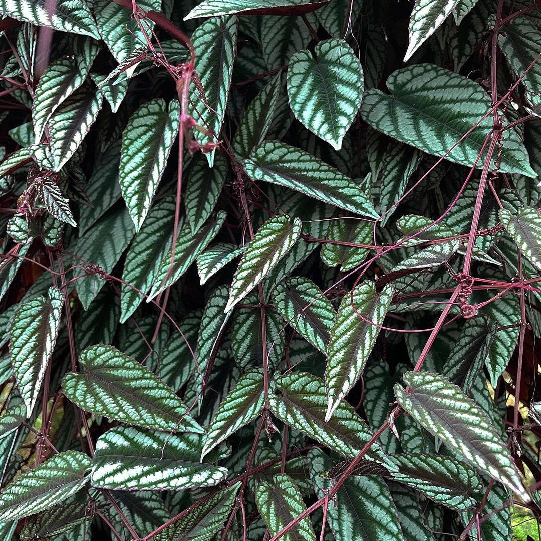 Cissus Discolor (Rex Begonia Vine) - Climber - Soiled