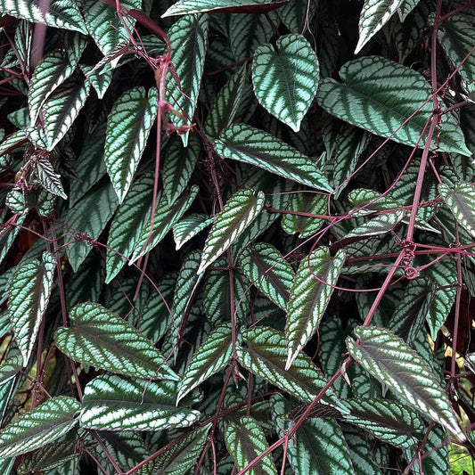 Cissus Discolor (Rex Begonia Vine)