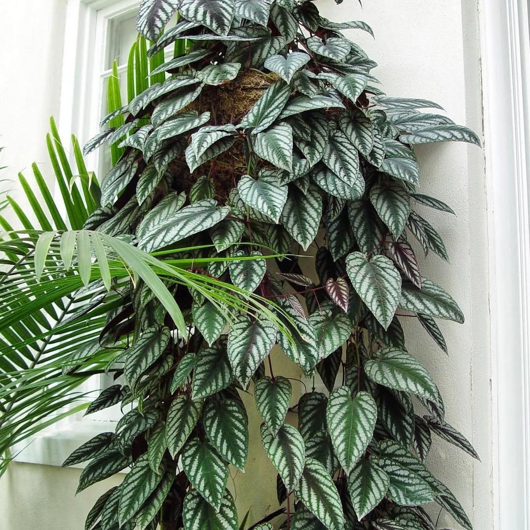 Cissus Discolor (Rex Begonia Vine) - Climber - Soiled