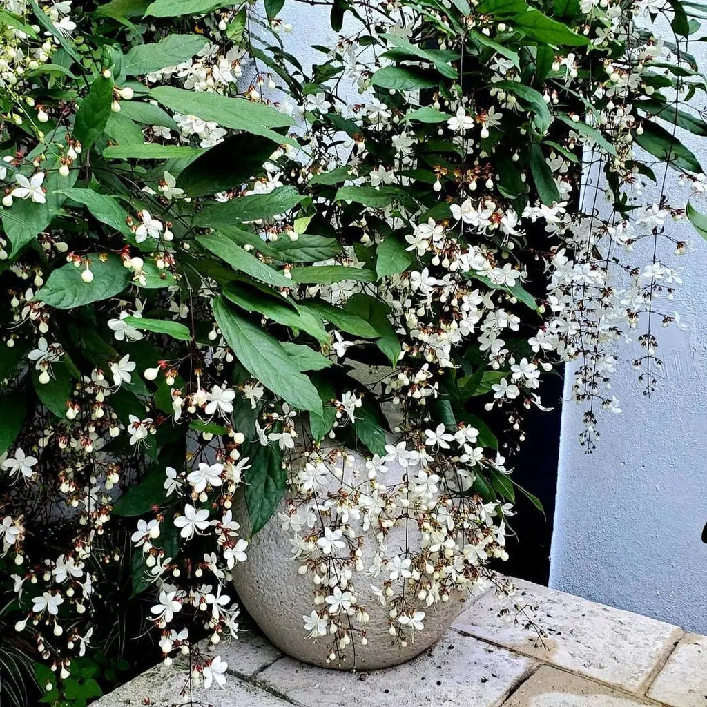 philodendron wallichii Clerodendrum Wallichii (Chains of Glory)