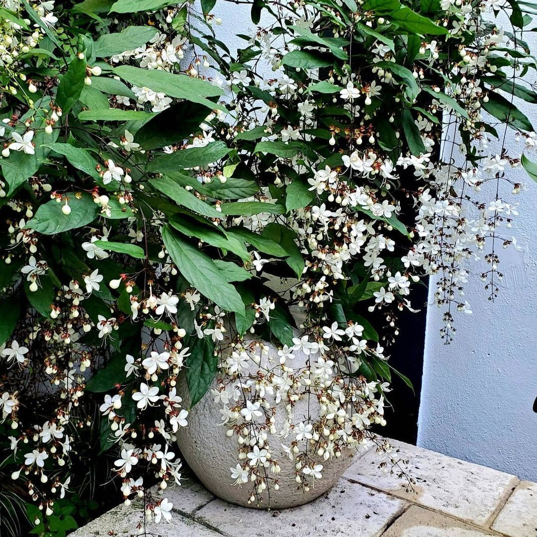 Clerodendrum Wallichii (Chains of Glory) live plant with flowers