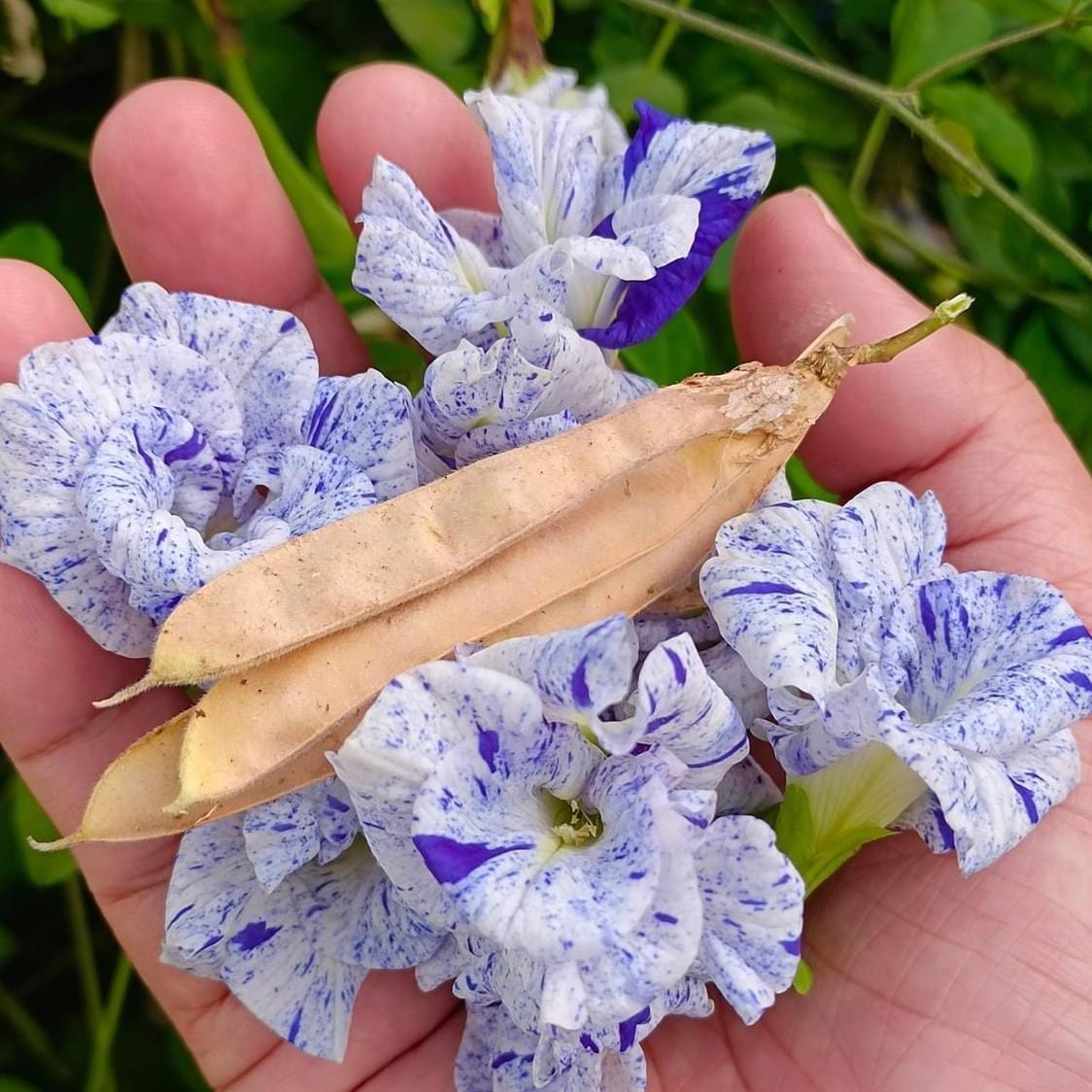butterfly pea flower seeds for sale Clitoria Ternatea 'Night Sky'