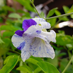 Clitoria Ternatea 'Night Sky' | Variegated Aparajita Flower Seeds - Seed - Soiled