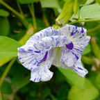 Clitoria Ternatea 'Night Sky' | Variegated Aparajita Flower Seeds - Seed - Soiled