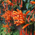 Orange Flame Vine (Pyrostegia Venusta) - Flowering Plant - Soiled