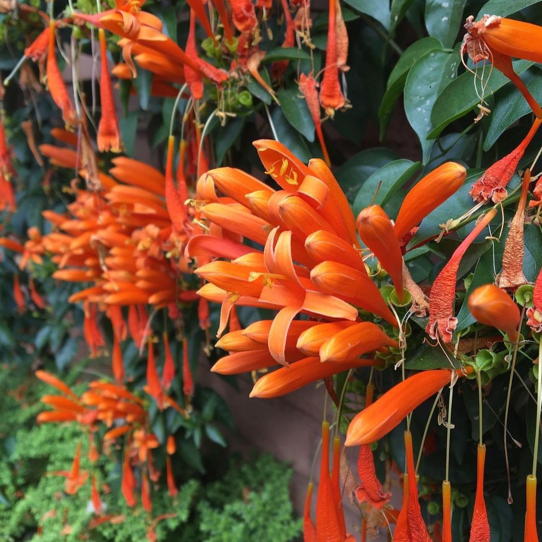 Close Up Image of Orange Flame Vine (Pyrostegia Venusta) Flower