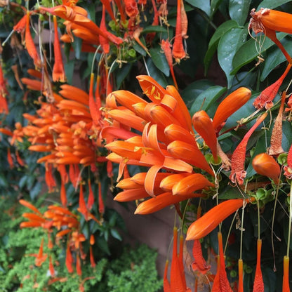 Close Up Image of Orange Flame Vine (Pyrostegia Venusta) Flower