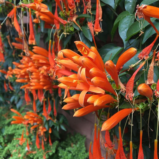Close Up Image of Orange Flame Vine (Pyrostegia Venusta) Flower