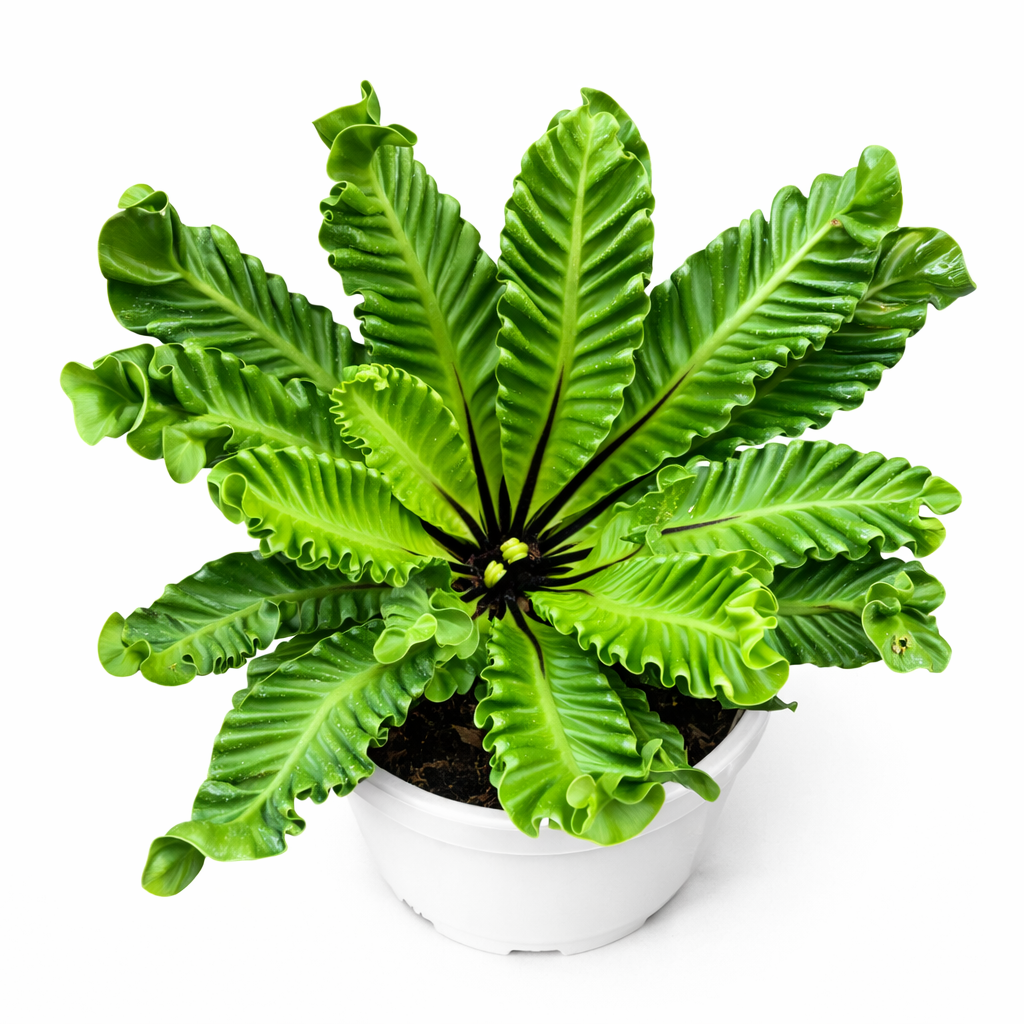 Potted green fern plant on a white background