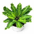 Potted green fern plant on a white background