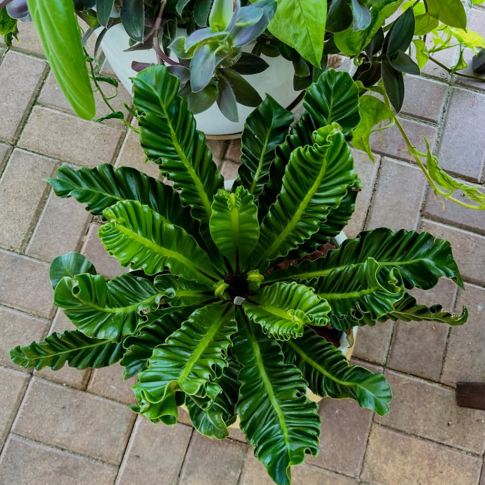 Potted plant on a patio with a smartphone interface overlay