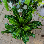 Potted plant on a patio with a smartphone interface overlay