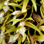 Coelogyne Rochussenii - Mature Plant - Orchid - Soiled